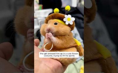 This girl adopted a hamster and discovered its secret obsession
