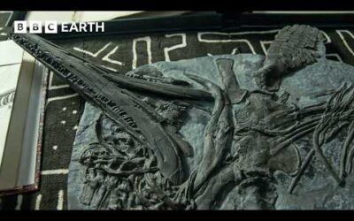 Sir David Attenborough Fossil Hunts on Britain’s Jurassic Coast | BBC Earth