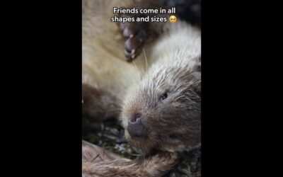They’re *otter-ly* adorable 🦦 #BillyAndMolly: An Otter Love Story