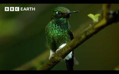 Meet The Sneaky Birds That Steal Nectar From Flowers | Natural Born Rebels | BBC Earth