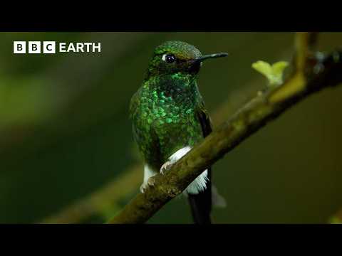 Meet The Sneaky Birds That Steal Nectar From Flowers | Natural Born Rebels | BBC Earth