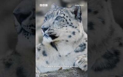 Guarding the Ghost Cat – saving snow leopards in the Himalayas 🐆⛰️ #Guardians #Shorts