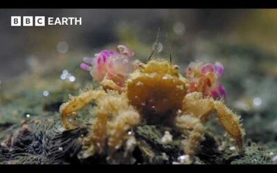 This Tiny Crab Can Knock Out Predators Twice Its Size | BBC Earth