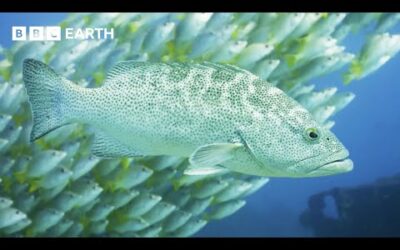 Protecting The Stunning Reefs Of ‘The World’s Aquarium’ | Guardians | BBC Earth
