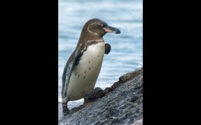 Galápagos penguins are survivors 🐧 #SecretsOfThePenguins
