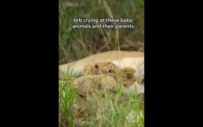 Baby animals and their parents 💛 #GrowingUpAnimal