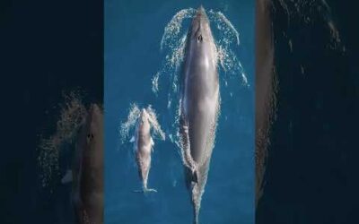 Rare sighting of a dwarf minke whale calf with its mother 🐋 #Shorts #Ocean #Whale