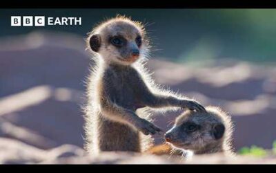 This Is What Happens When You Give Animals A Camera | BBC Earth