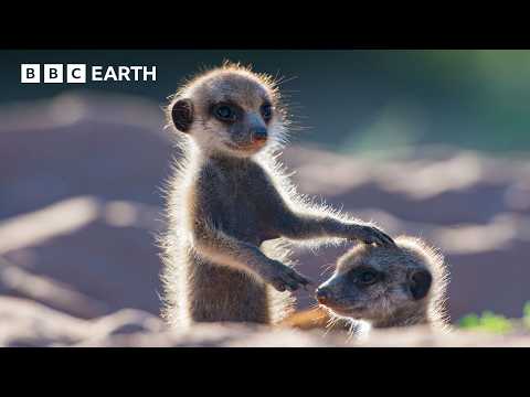 This Is What Happens When You Give Animals A Camera | BBC Earth
