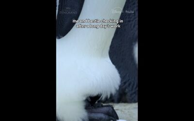 Besties who brood-pouch together, stay together 🫶 #SecretsOfThePenguins