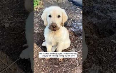 A puppy helps a grieving man heal after losing his dog #dog #animals #cuteanimals #animallovers