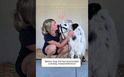 A woman adopted an orphaned Highland calf and raised it with love #calf #animallife #babyanimal