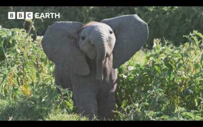 Baby Elephant Gets Left Behind and Learns an Important Lesson | 4K UHD | BBC Earth