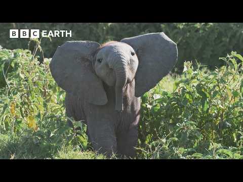 Baby Elephant Gets Left Behind and Learns an Important Lesson | 4K UHD | BBC Earth