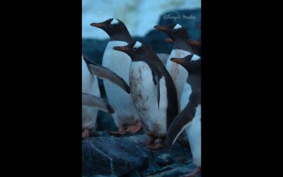 Sometimes it’s every penguin for themselves 🐧 #SecretsOfThePenguins