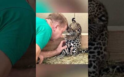 Touching reunions between animals and their beloved humans #chimpanzee #lion #dog #horse #cheetah
