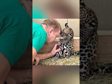 Touching reunions between animals and their beloved humans #chimpanzee #lion #dog #horse #cheetah