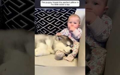Puppy and baby have grown up together like siblings #puppy #pets #dog #animallovers