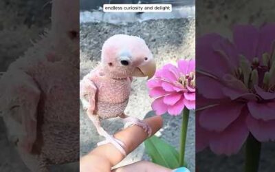 A kind woman raised a featherless lovebird with love #birds #cuteanimals #animals