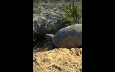 Have you ever seen a gopher tortoise burrow? 🐢 #NationalParksUSA