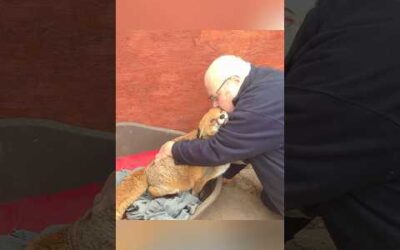 Touching reunions between animals and their beloved humans #chimpanzee #tiger #fox #goat #horse