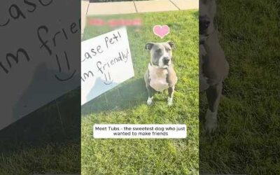 This big puppy loves making friends with everyone #puppy #dog #animals #cuteanimals