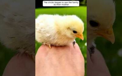 This family’s hen passed away, leaving her chicks behind and then… #chicks #hen #cuteanimals