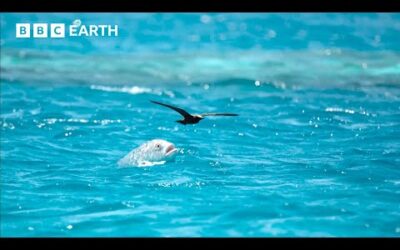 LIVE 🔴 Natural Athletes: Wildlife in Motion | BBC Earth