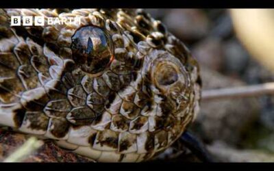 The Snake That Outsmarts Nature’s Best Noses | BBC Earth
