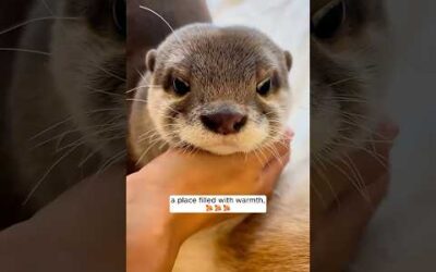 The man found a baby otter in the woods and brought it to safety.