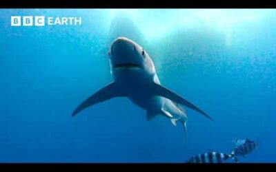 Mesmerising Moments From the Life of a Shark | BBC Earth