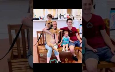Watch how these dogs reacted the moment they got adopted #dog