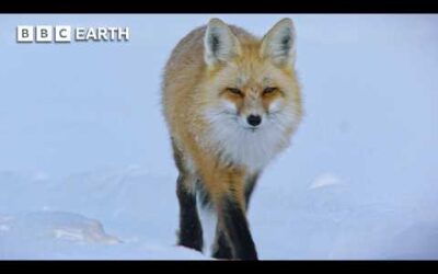 Fox vs Ice: Yellowstone’s Frozen Hunt for Survival | BBC Earth
