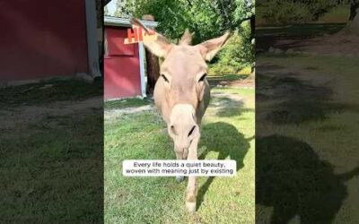 Animals teaching us about Love ❤️