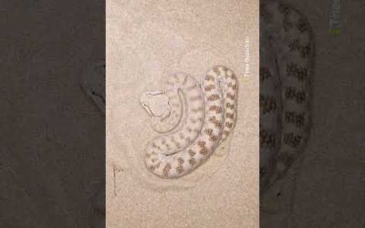 Mind Your Feet! 🐍  #HornedViper #Snake #Shorts #Reptile