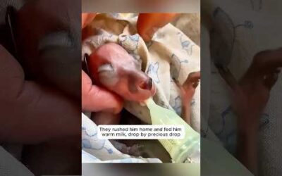 This family found a baby kangaroo in the pouch of its lifeless mother