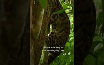 Using their unique adaptations, clouded leopards make climbing look effortless #IndiasWildLeopards