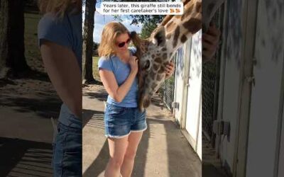 These Animals Don’t Forget Their Owners After Years | Animal Reunion #3