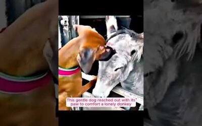 These heroic dogs proved their loyalty in the most touching ways