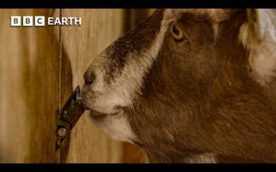Clever Cows & Mischievous Goats: Surprising Animal Geniuses | BBC Earth