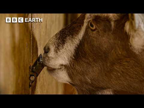 Clever Cows & Mischievous Goats: Surprising Animal Geniuses | BBC Earth