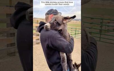 The Pure Hearts of Animals