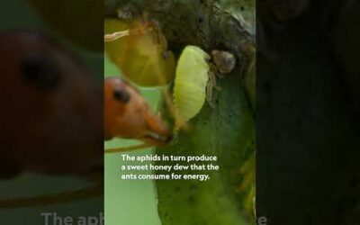 World’s tiniest farmers! 🐜 #InsideTheEnchantedForests