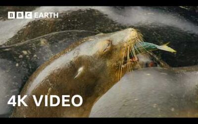 Sea Lions Use This Hidden Cove to Ambush Prey | 4K UHD | BBC Earth