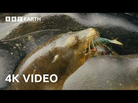 Sea Lions Use This Hidden Cove to Ambush Prey | 4K UHD | BBC Earth