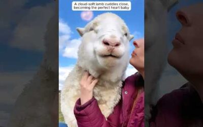 When animals feel your love