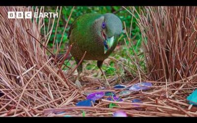 Life with Wings: The Secret Lives of Birds | BBC Earth