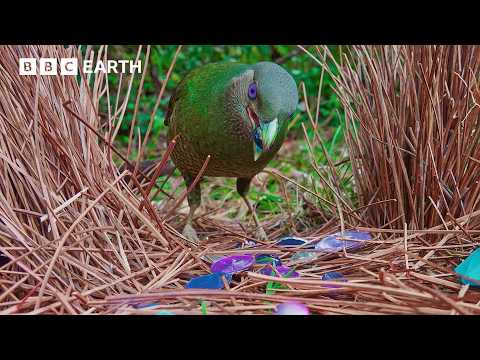 Life with Wings: The Secret Lives of Birds | BBC Earth