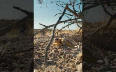 Go baby tortoise, go! 🐢 #AmericasNationalParks