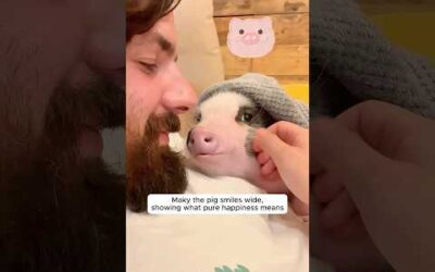When animals love better than humans